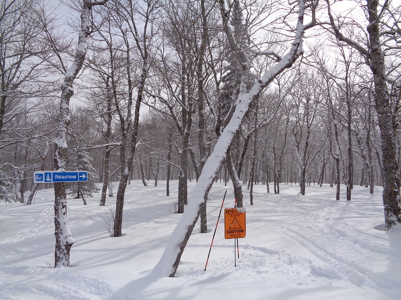 Powder & Trees, Mont Tremblant