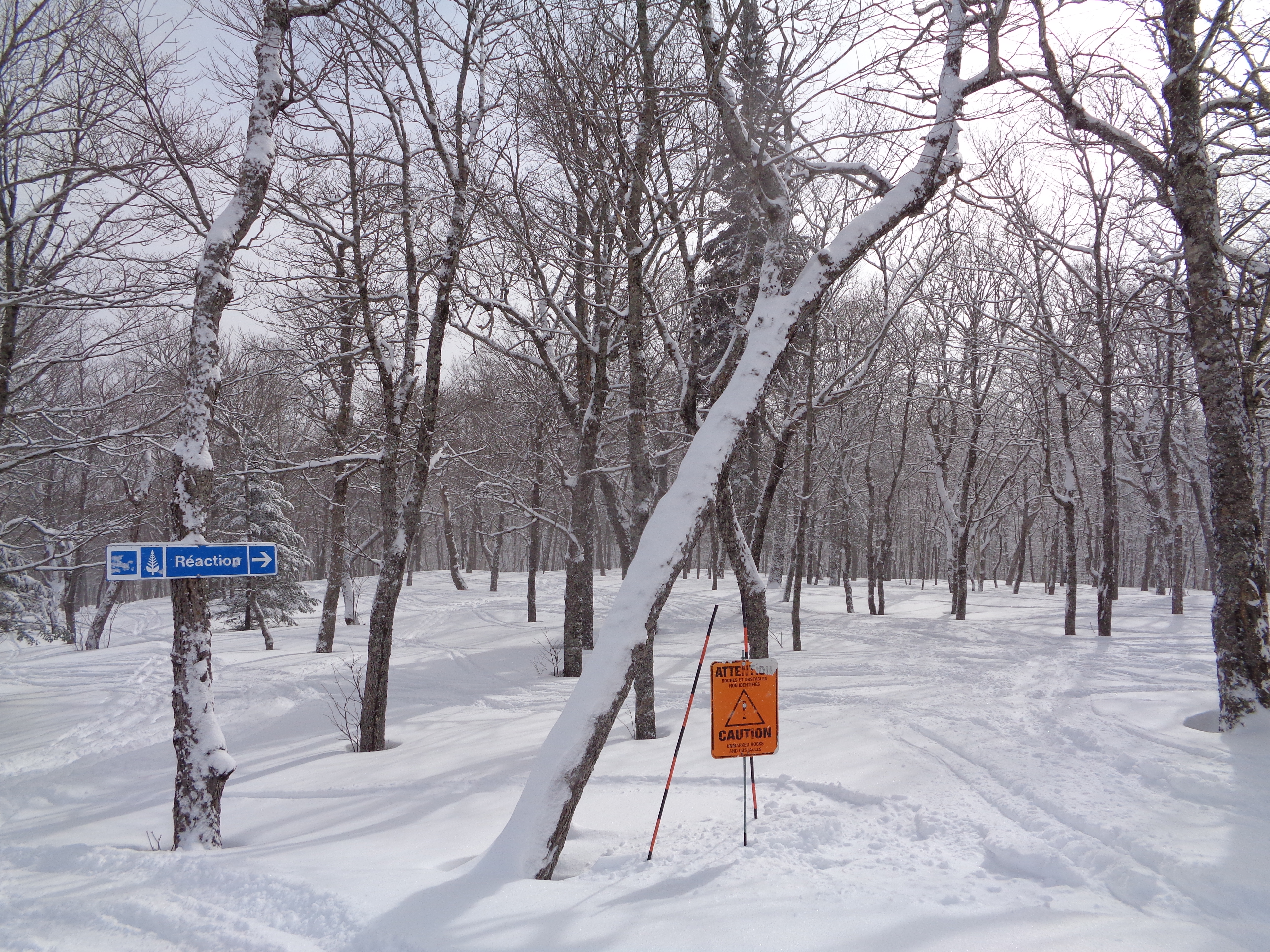 Powder & Trees, Mont Tremblant