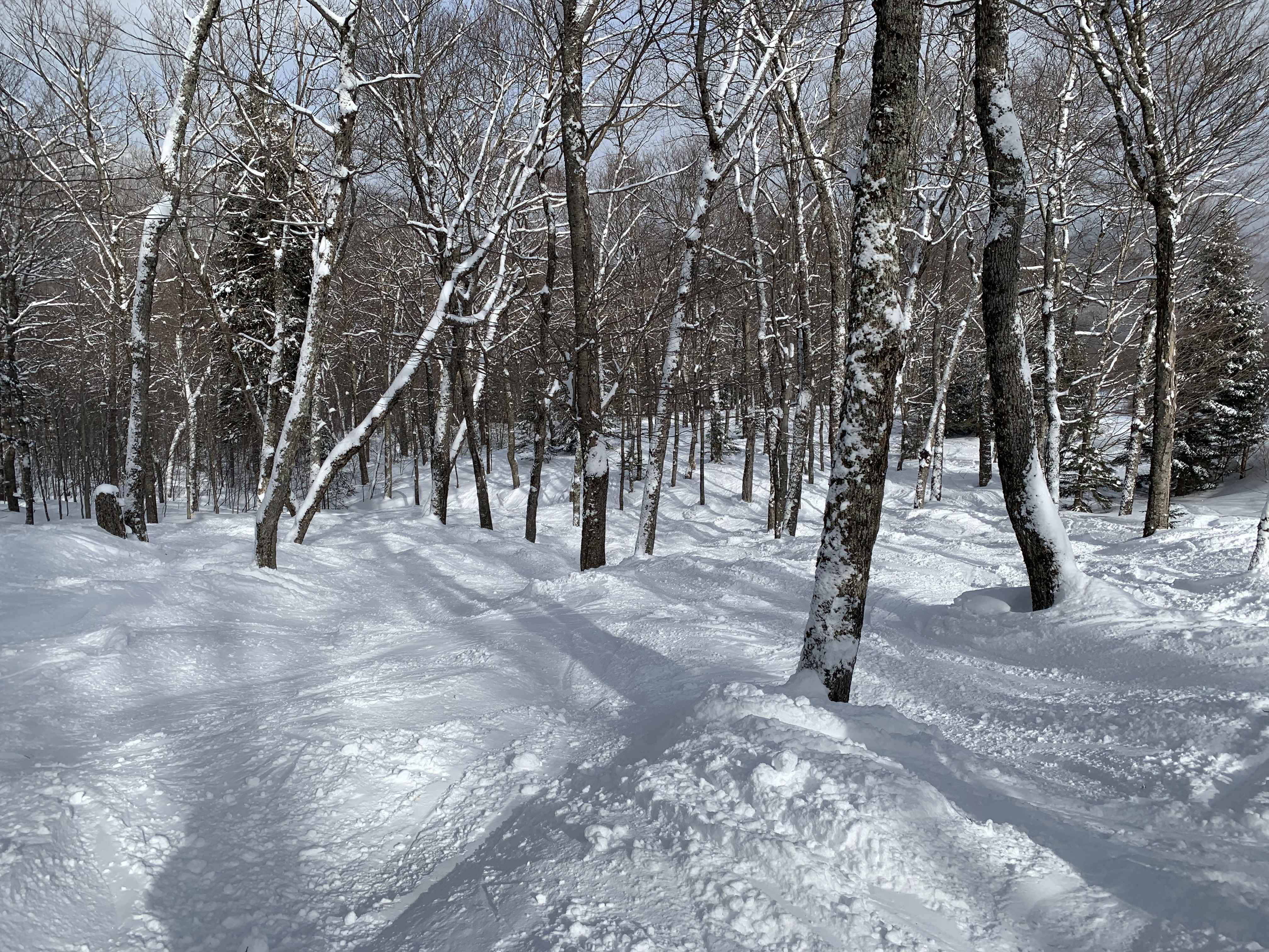 Trees, powder & bumps, Mont Tremblant