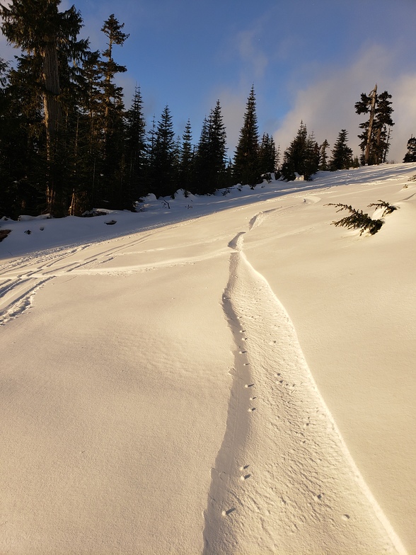 Fresh snow, Mount Cain