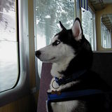 Ysabella seeing Snow, Mürren