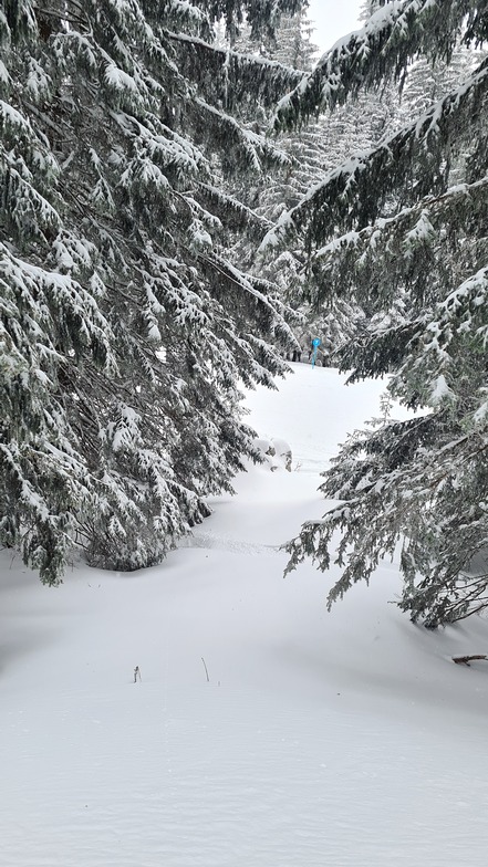 Fresh Snow at Jahorina