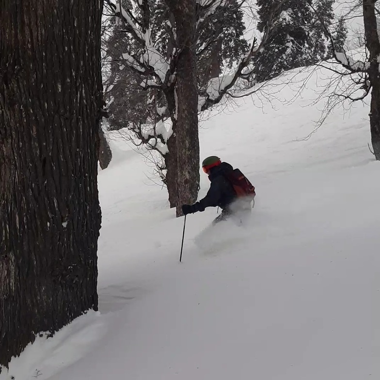 Wildsnow tour, Gulmarg