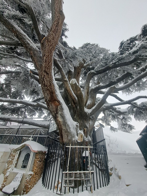 Giant Cedars tree