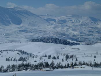 Cedars of the lord,lebanon