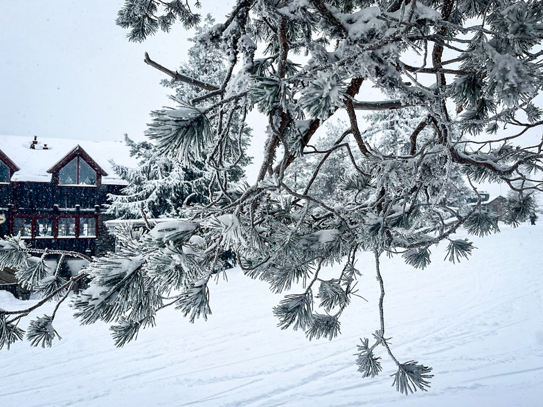 Fresh snow, Romme Alpin