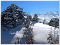 the cedars,lebanon