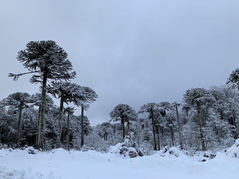Araucarias, by Esteban Meza, Las Araucarias
