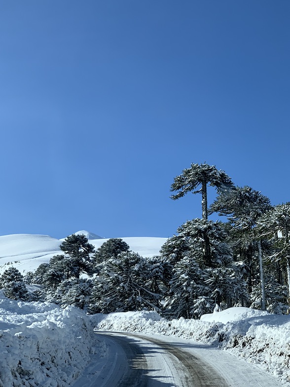 Araucarias by Esteban Meza, Las Araucarias