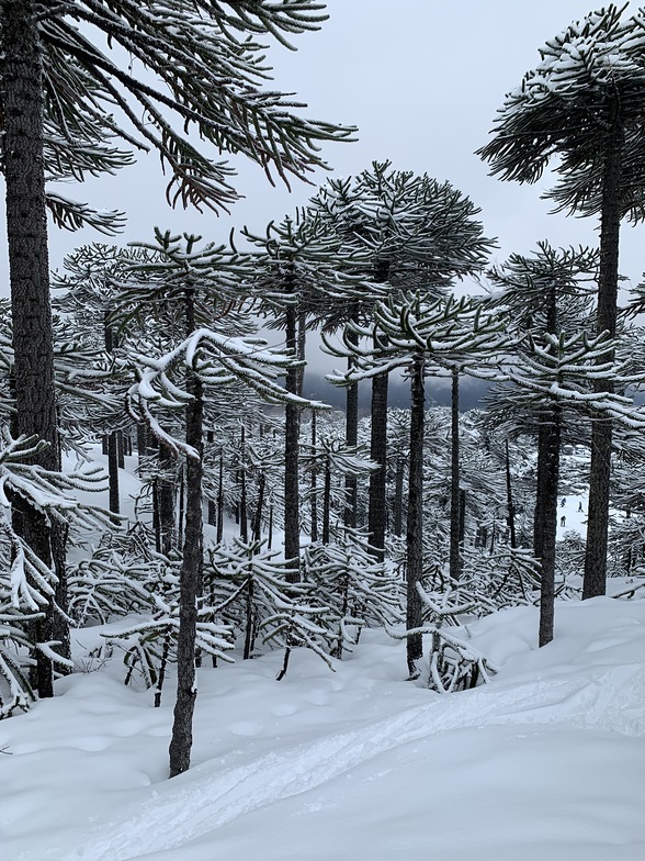 Ski line between ancient trees by Esteban Meza, Las Araucarias