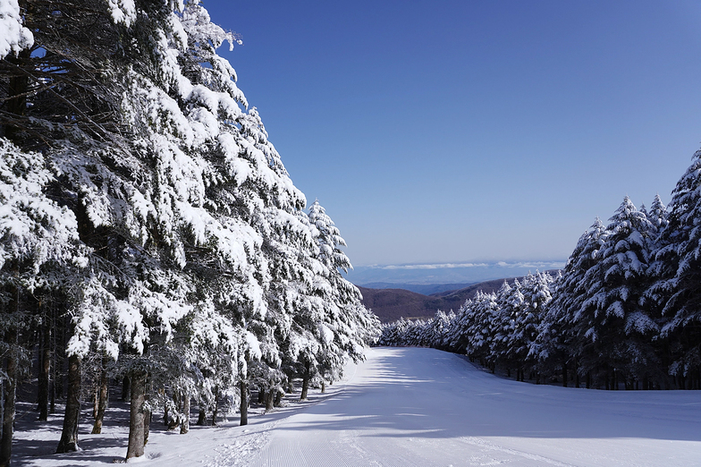 Fir Tree Rime Ice Course, Blanche Takayama