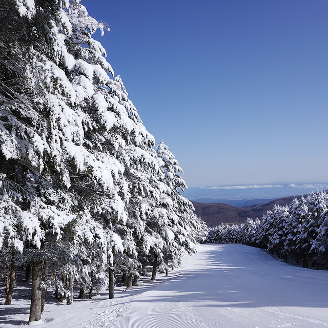 Fir Tree Rime Ice Course, Blanche Takayama