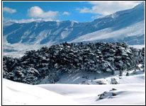 the cedars forest,lebanon