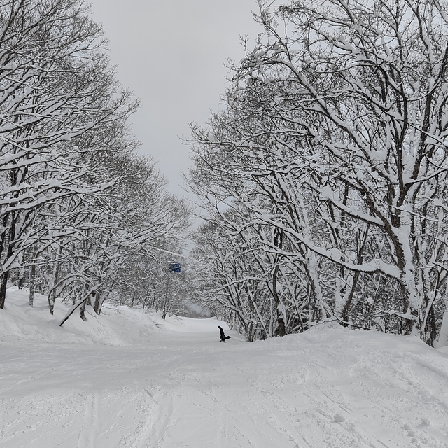 Sugi sweet, Myoko Suginohara