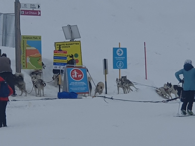 Dogs, Verbier