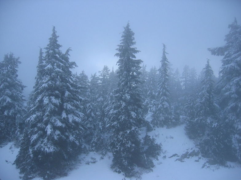 Misty Pines, Mt Seymour