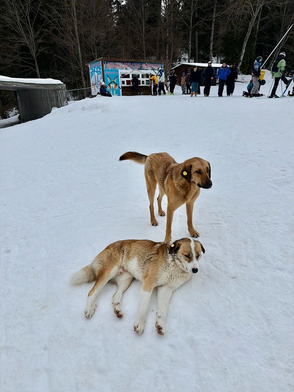 Georgian dogs, Bakuriani