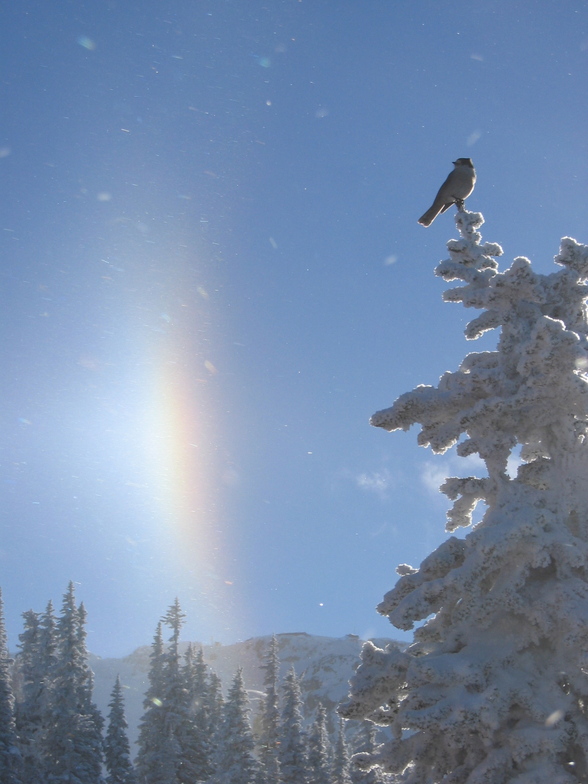 Whiskey Jack Song, Whistler Blackcomb