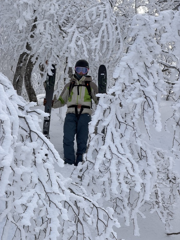 In the trees, Madarao Kogen