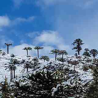 RINCONES, Caviahue