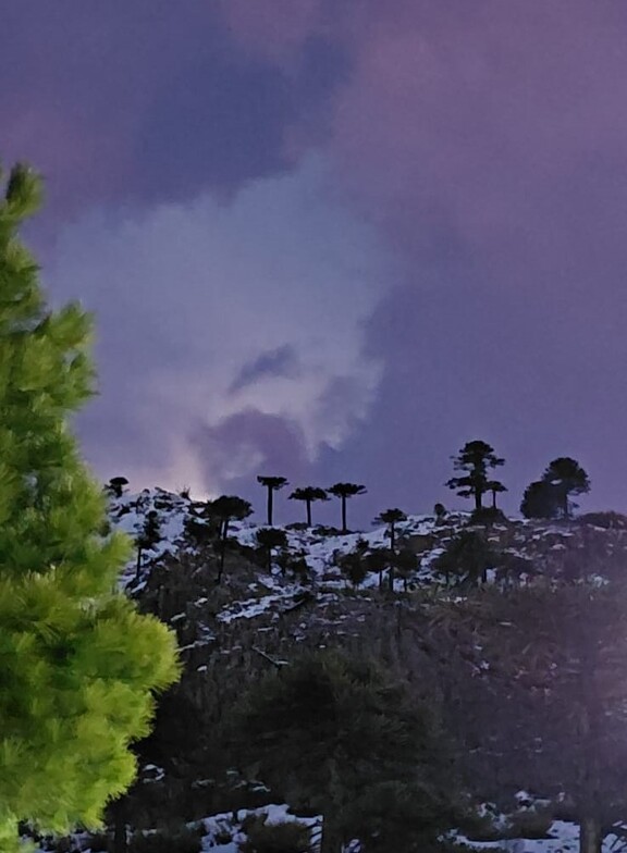 Araucarias sobre Basaltos, Caviahue