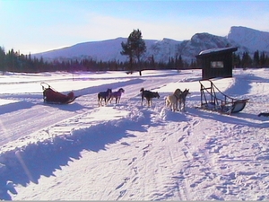 dogsledging, Geilo photo