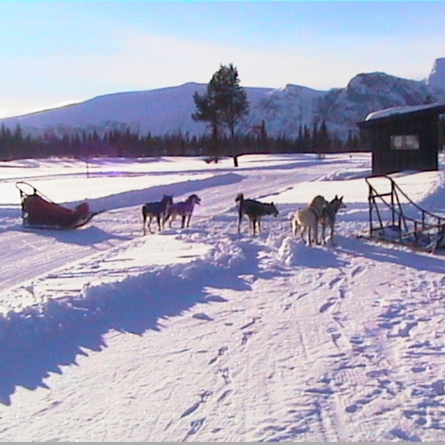 dogsledging, Geilo