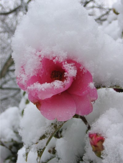 Snowrose, Mt Hutt
