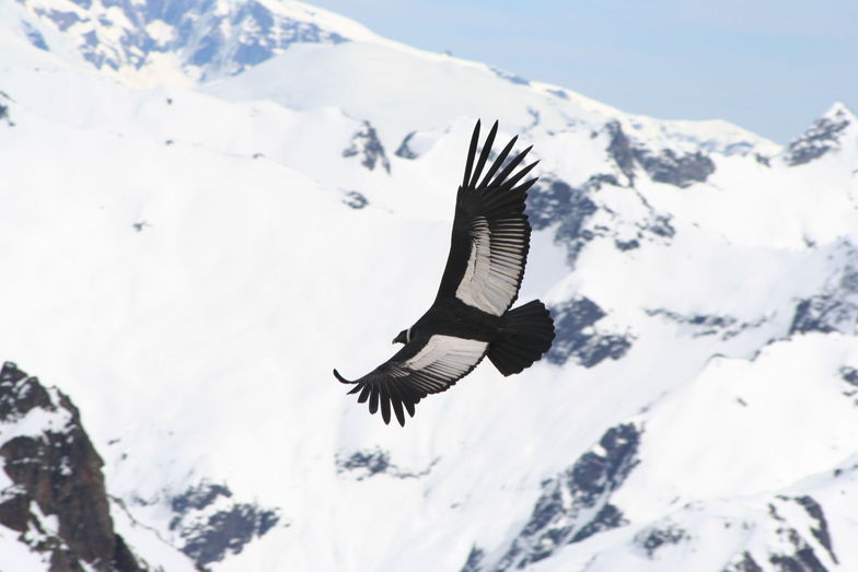 Condor Flying, Mount Washington