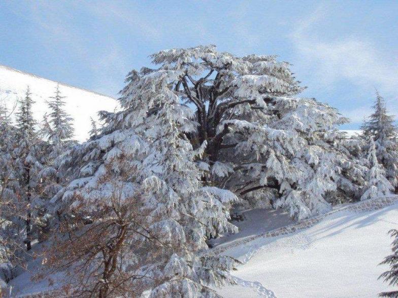 Cedars