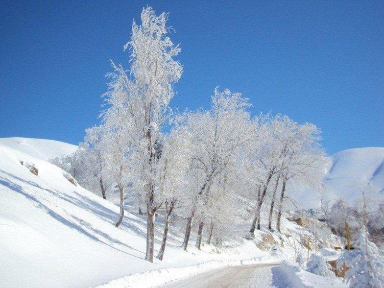 Cedars