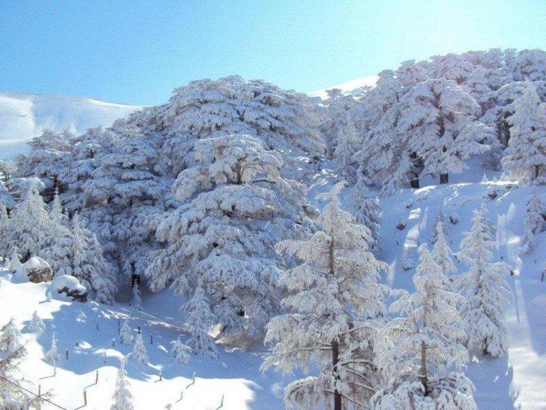 Cedars