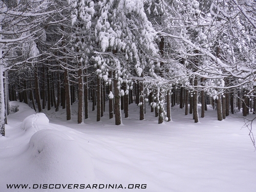 Bruncu Spina Ski Resort by: Discover Sardinia