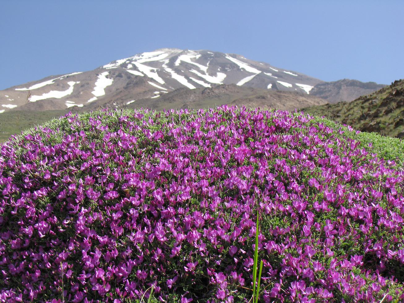 damavand on top, Mount Damavand