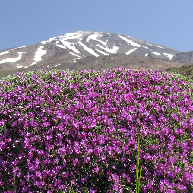 damavand on top, Mount Damavand