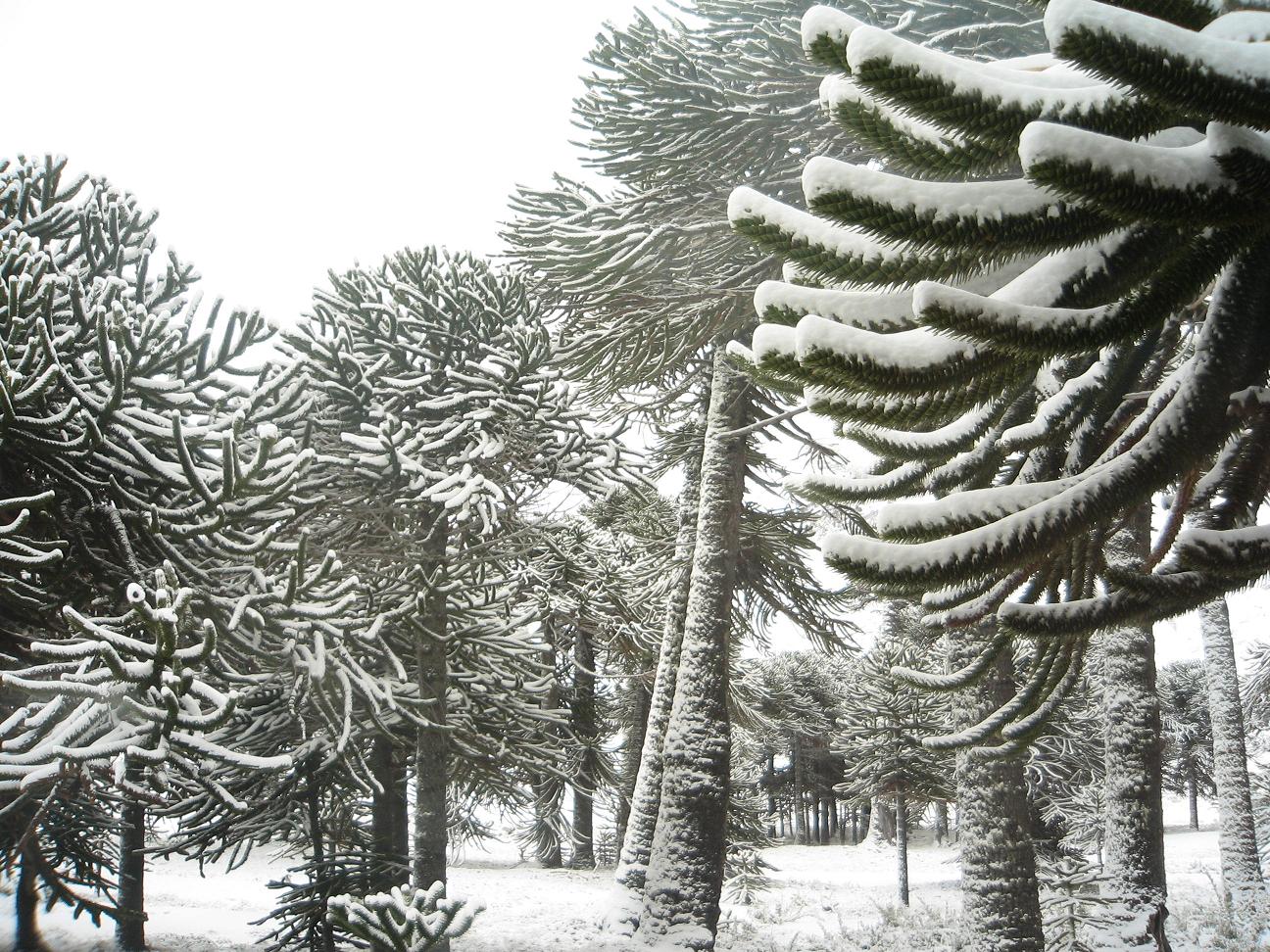 Araucarias, Corralco (Lonquimay)