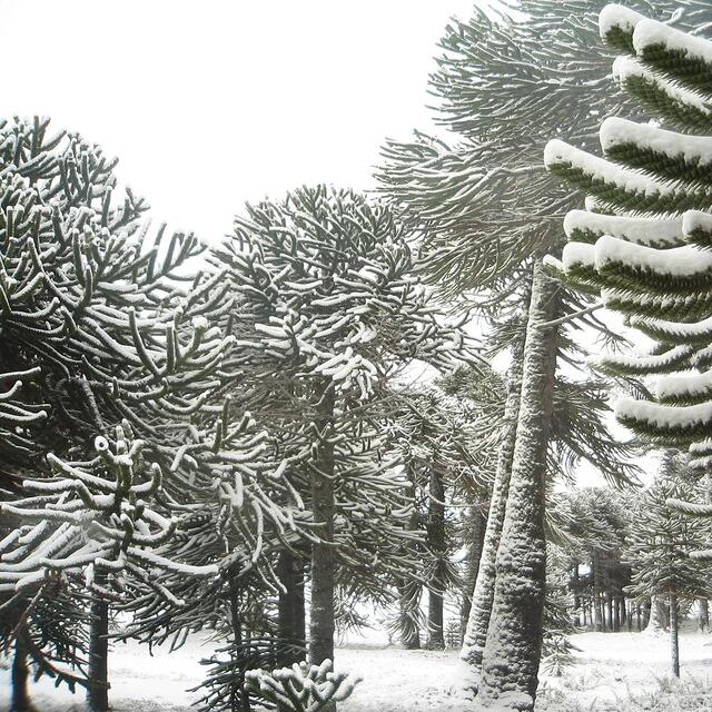 Araucarias, Chile