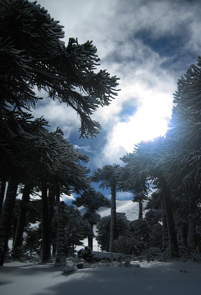 Sol, Corralco (Lonquimay)
