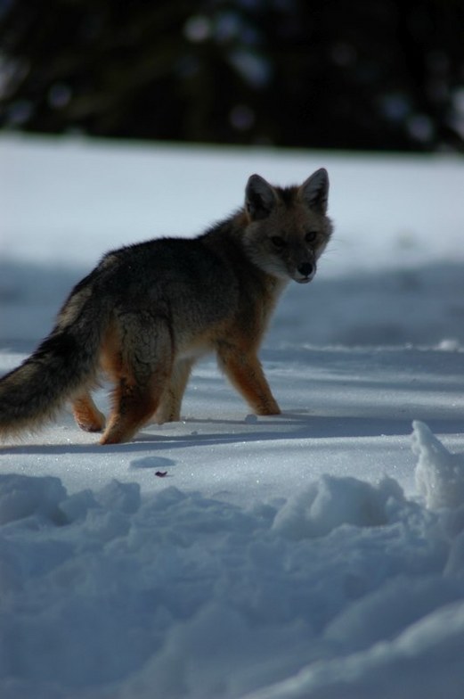 Fox, Corralco