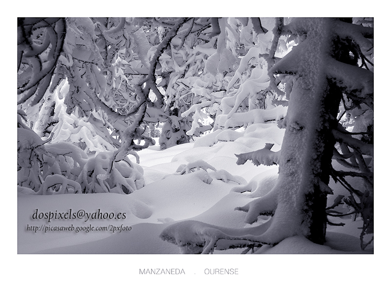 skiing among the pines, Manzaneda