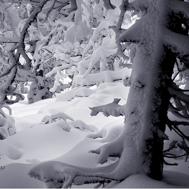 skiing among the pines, Manzaneda