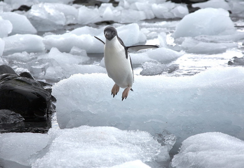 Jumping Adele Penguin