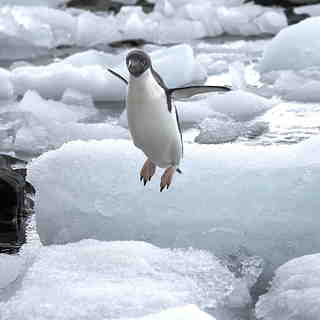 Jumping Adele Penguin