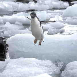 Jumping Adele Penguin