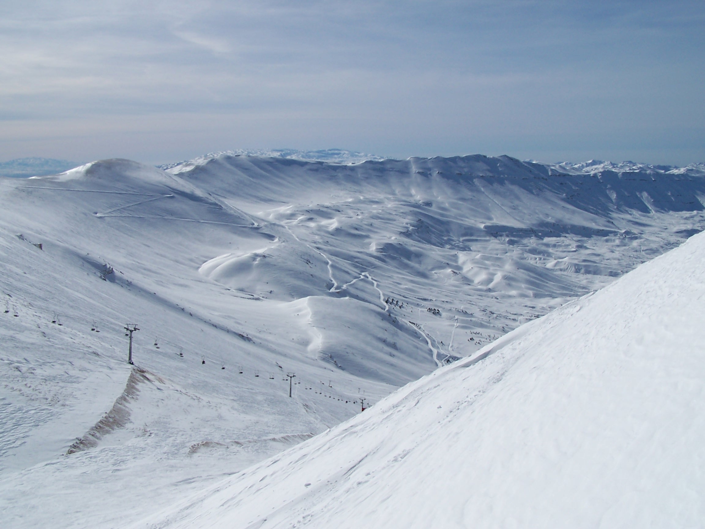 The Cedars of lebanon