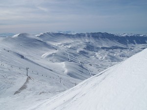 The Cedars of lebanon photo