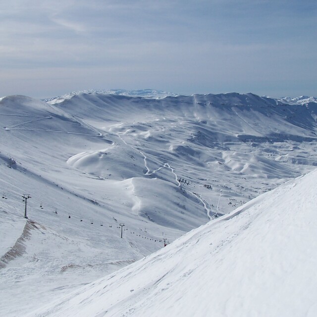 The Cedars of lebanon