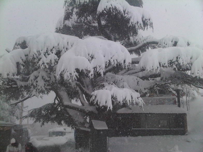 The cedar of the Lebanese flag, Cedars