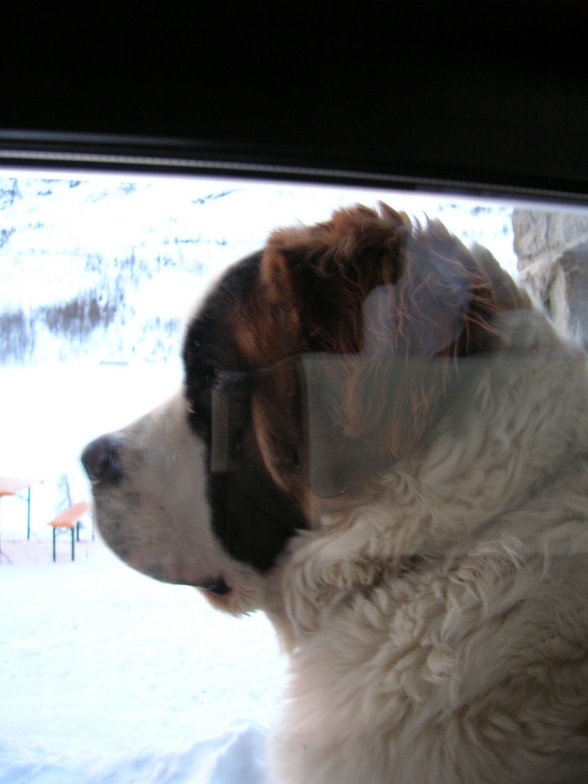 the dog achille, La Thuile