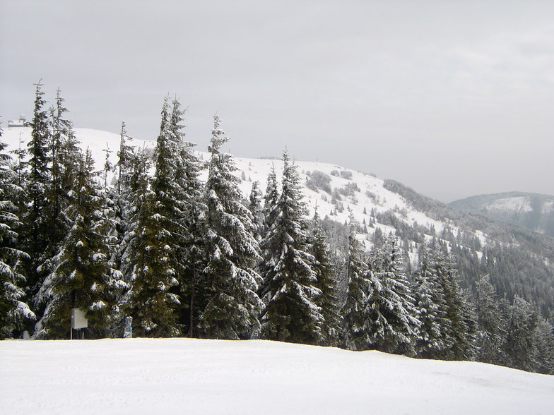 Pine trees, Kojšovsků hoľu/Skipark Erika